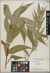 Foto von Salix lasiandra Benth.